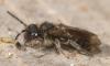 Andrena sp.